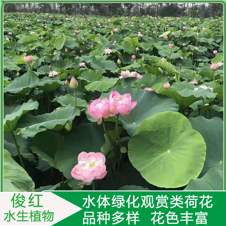 好成活莲花基地批发  荷花小苗培育  荷花水景园林应用种苗