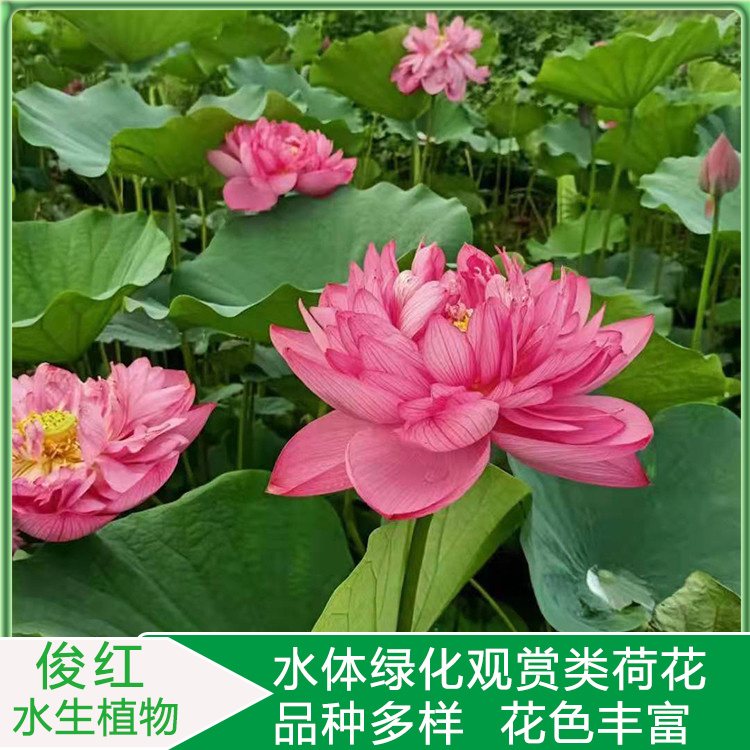 工地绿化适用荷花苗  绿化荷花苗  用以点缀、美化居室环境