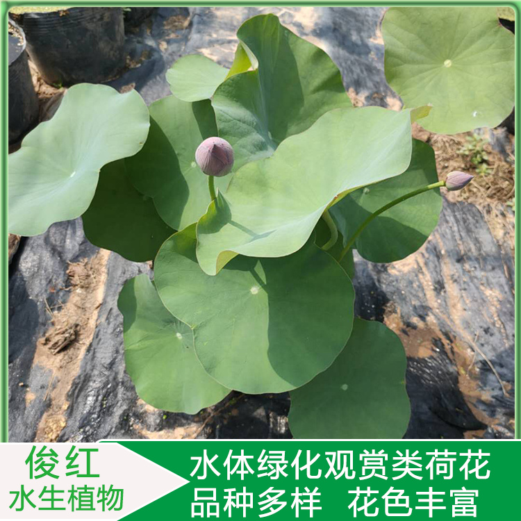 大盆荷花  开花荷花培育商 俊红  基地荷花出售莲花