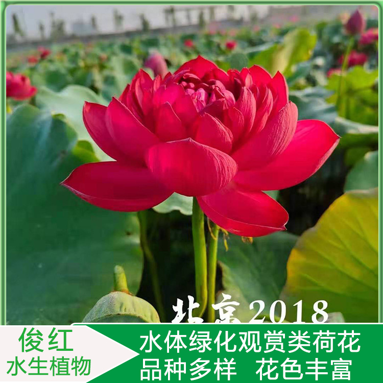 好成活莲花基地批发  荷花小苗培育  荷花园林水景塑造
