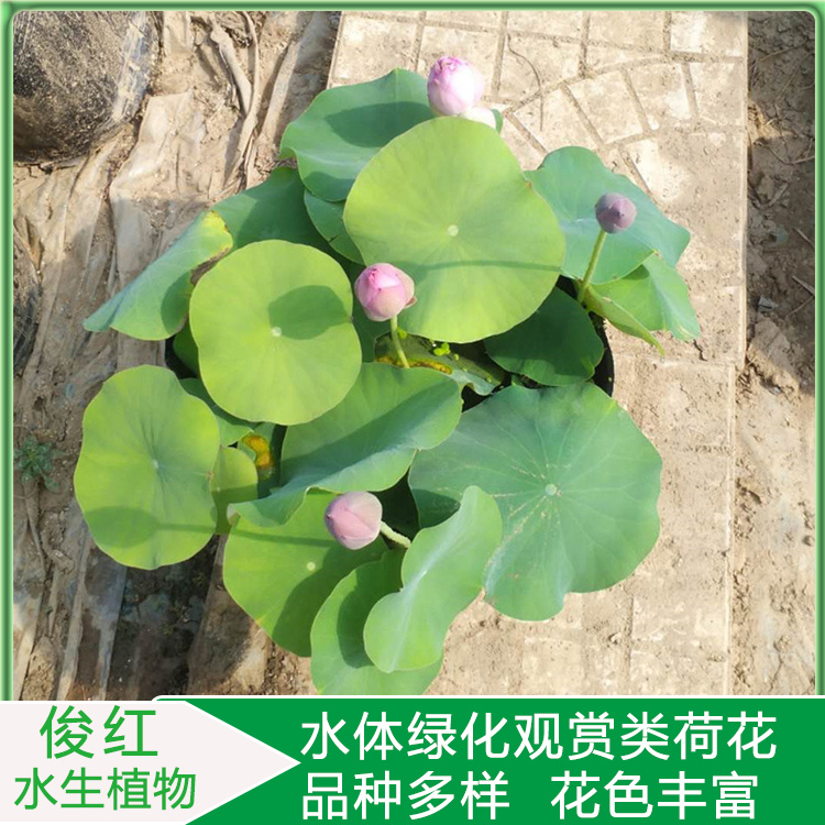 小皮桶荷花苗  荷花小苗培育  俊红产地供应品种荷花