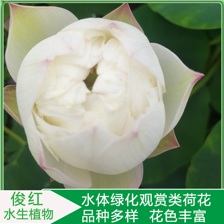 盆栽荷花苗价格  开花荷花培育商 俊红  荷花水景园林应用种苗