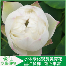 盆栽荷花苗价格  开花荷花培育商 俊红  荷花水景园林应用种苗
