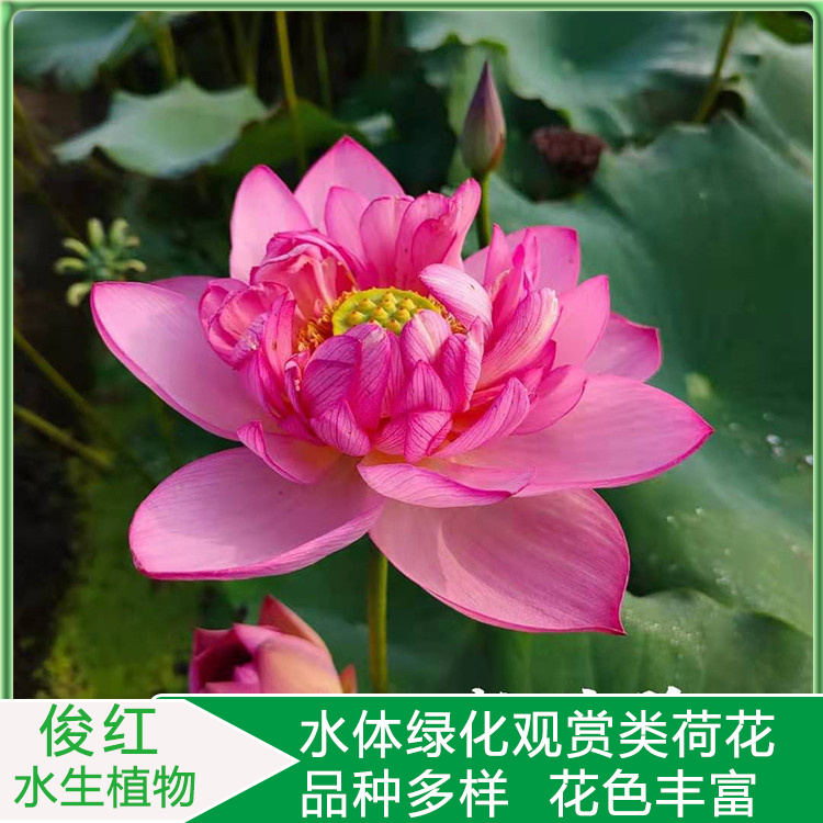 园林水景配置用开花荷花  荷花基地  可池塘片植和居室盆栽