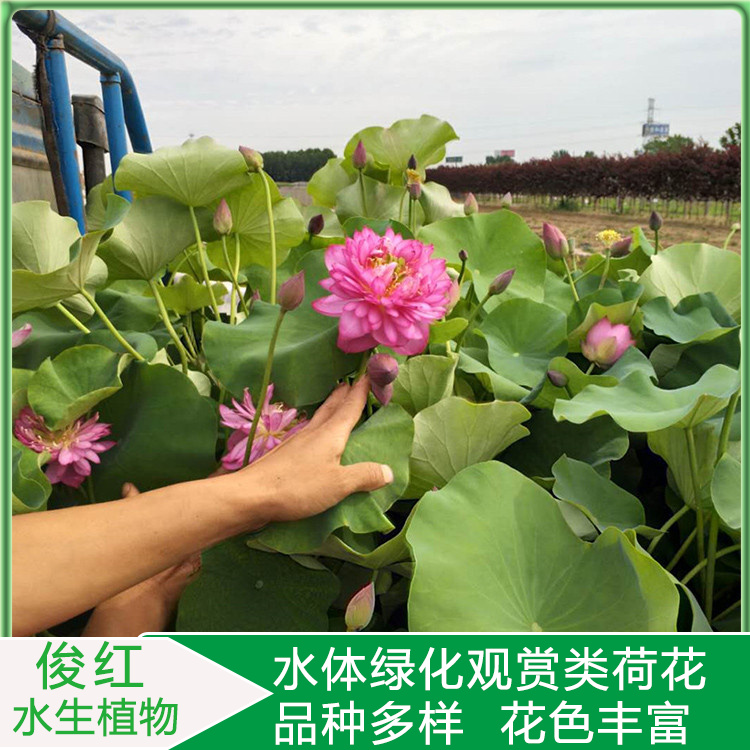 俊红产地供应品种荷花  绿化荷花苗  花姿楚楚动人