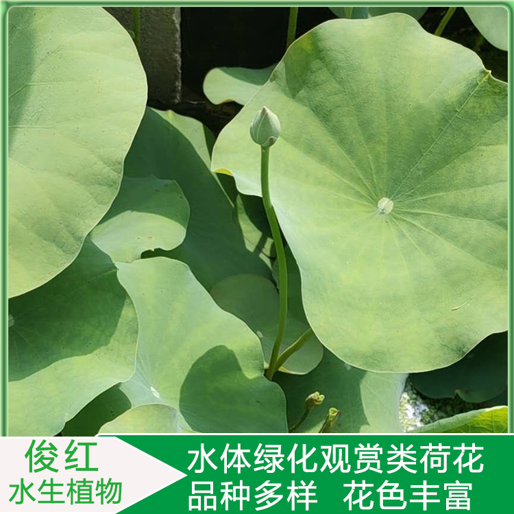 荷花苗圃报价  山东荷花种苗供应商  绿化造景花卉
