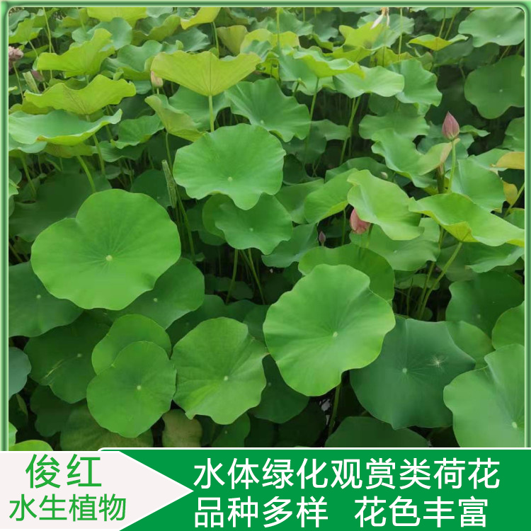 园林水景配置用开花荷花  荷花苗圃报价  用以点缀、美化居室环境