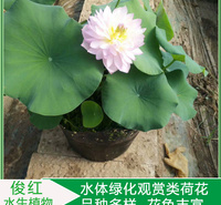 大杯荷花小苗  山东荷花种苗供应商  俊红产地供应品种荷花