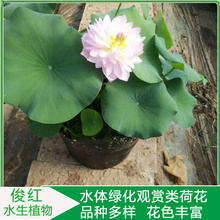 大杯荷花小苗  山东荷花种苗供应商  俊红产地供应品种荷花