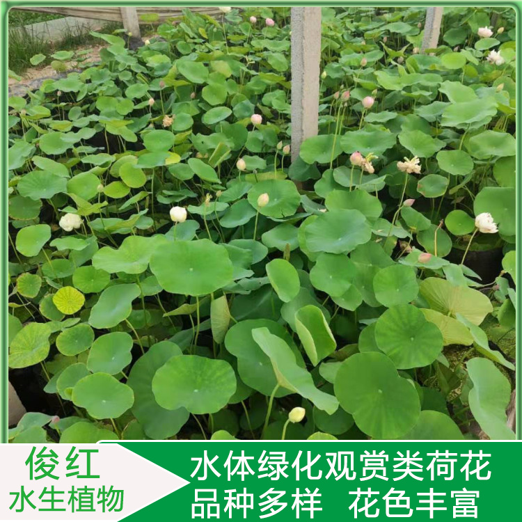 盆栽荷花 青州水生草本植物批发商 批发基地 荷花种植基地