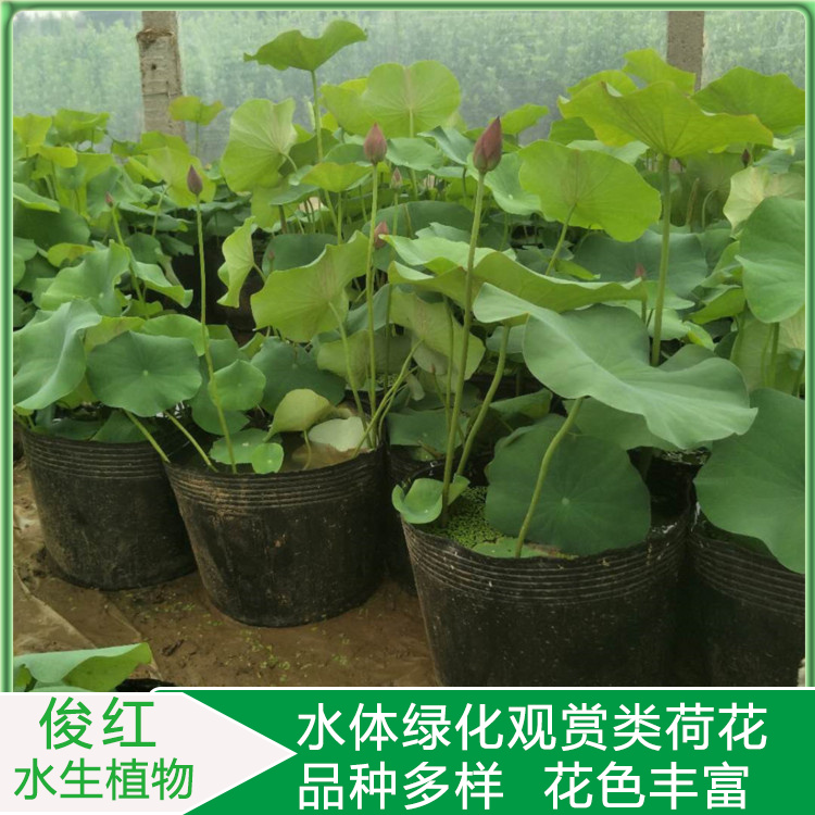 园林水景配置用开花荷花  大杯荷花小苗  可池塘片植和居室盆栽