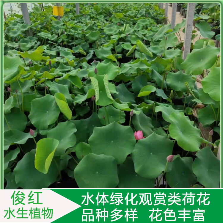 基地荷花出售莲花  荷花价格  欢迎询价