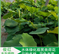 绿化造景花卉  盆栽荷花苗价格  用以点缀、美化居室环境