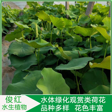 绿化造景花卉  盆栽荷花苗价格  用以点缀、美化居室环境