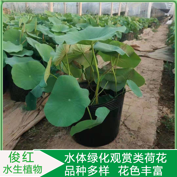 小皮桶荷花苗  荷花价格  工地绿化适用荷花苗
