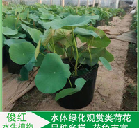 小皮桶荷花苗  荷花价格  工地绿化适用荷花苗