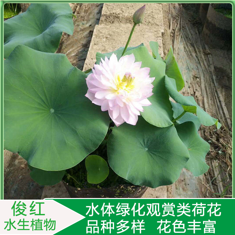荷花价格  开花荷花培育商 俊红  观赏性荷花幼苗