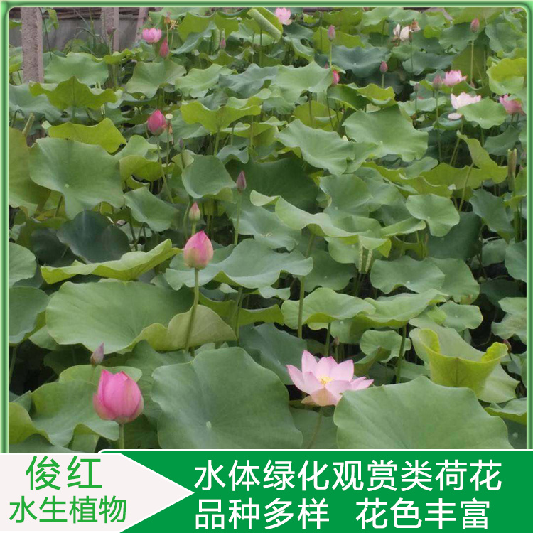 开花荷花  荷花小苗培育  观赏性荷花幼苗