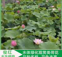 开花荷花  荷花小苗培育  观赏性荷花幼苗
