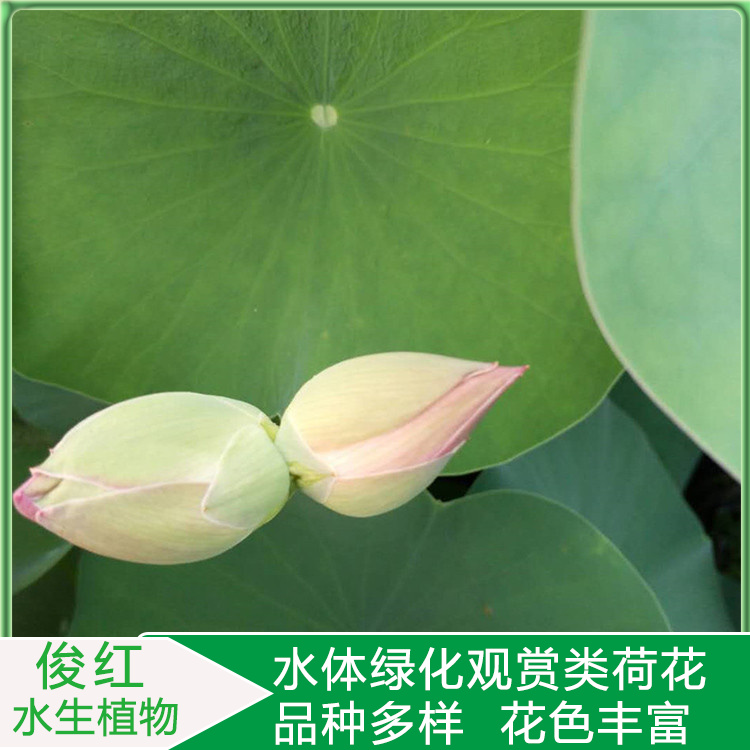 俊红产地供应品种荷花  小皮桶荷花苗  花色绚丽多彩