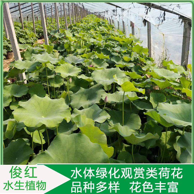 荷花苗圃报价  荷花小苗培育  荷花水景园林应用种苗