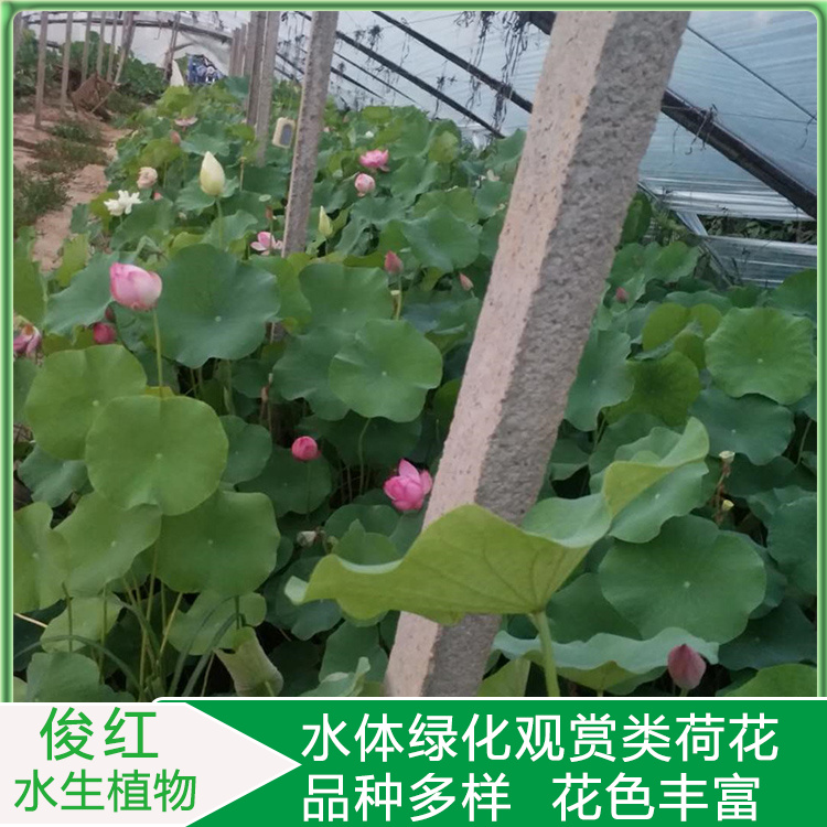 观赏性荷花幼苗  盆栽荷花苗价格  可池塘片植和居室盆栽