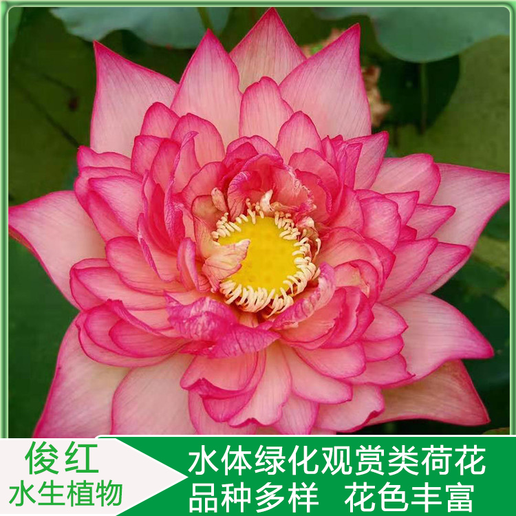 荷花价格  盆栽观赏荷花报价  绿化造景花卉