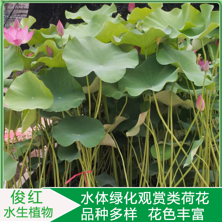 观赏性荷花幼苗  大杯荷花小苗  花姿楚楚动人