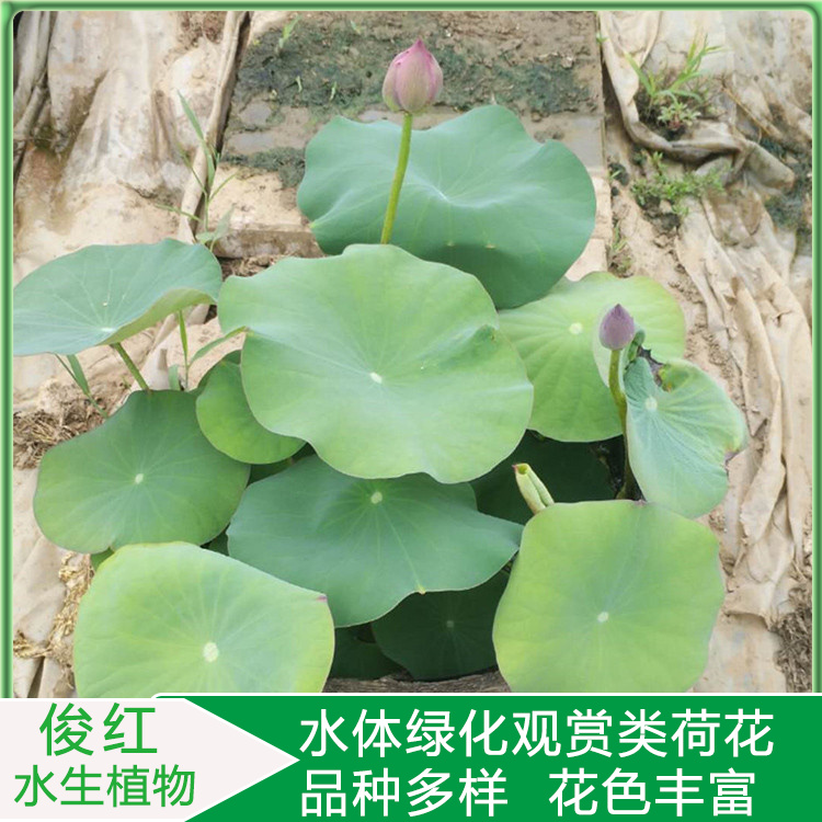 荷花园林水景塑造  好成活莲花基地批发  用以点缀、美化居室环境