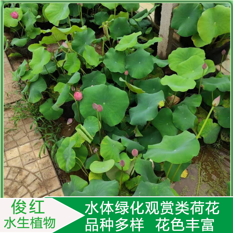 绿化荷花苗  荷花种植基地批发  工地绿化适用荷花苗