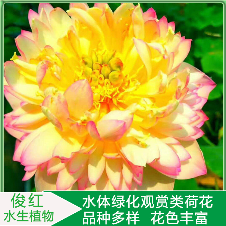 大盆荷花  荷花种植基地批发  园林水景配置用开花荷花