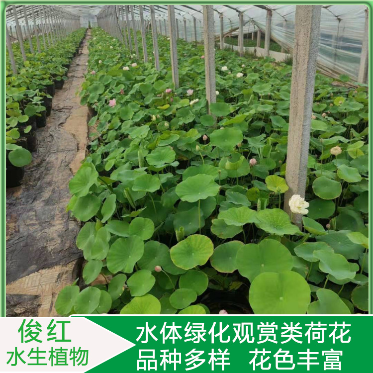绿化荷花苗  观赏荷花苗基地  绿化造景花卉