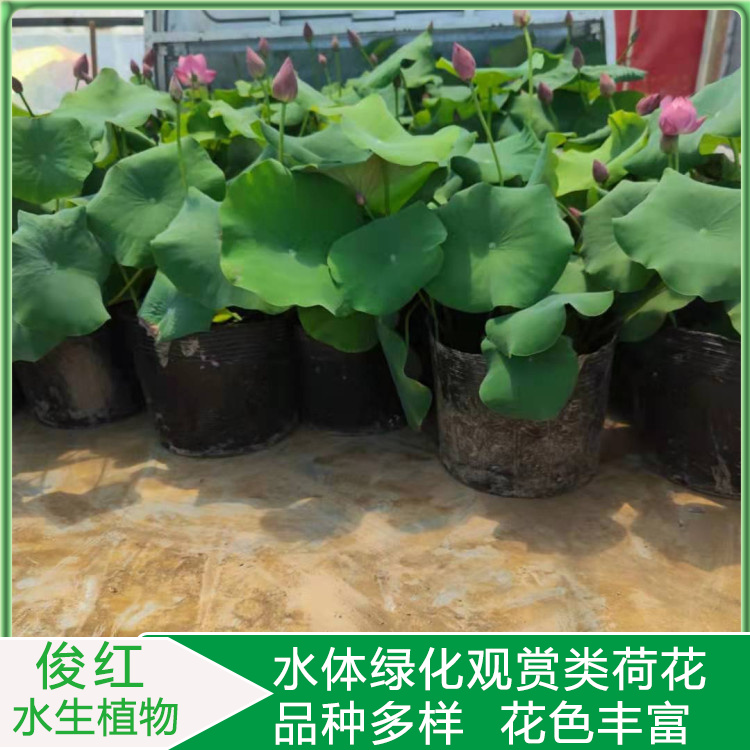 大杯荷花小苗  盆栽观赏荷花报价  俊红产地供应品种荷花