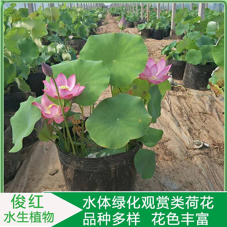 小皮桶荷花苗  荷花价格  绿化造景花卉