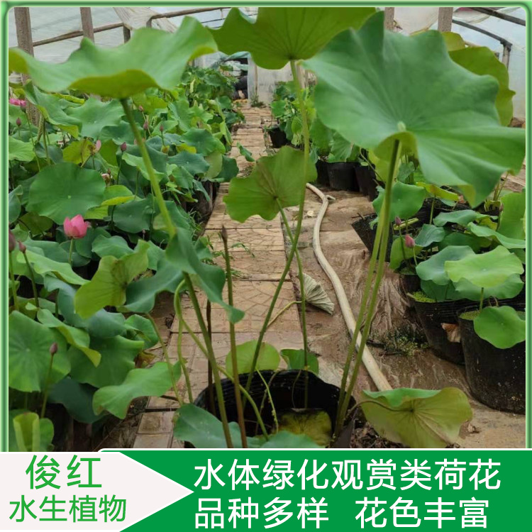 荷花苗圃报价  开花荷花培育商 俊红  工地绿化适用荷花苗