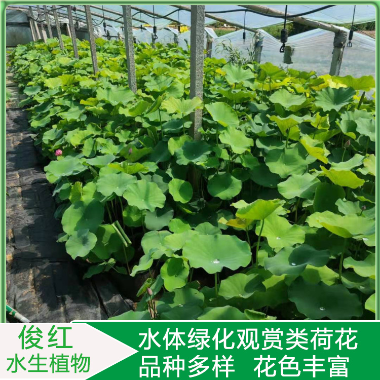开花荷花  观赏荷花苗基地  基地荷花出售莲花
