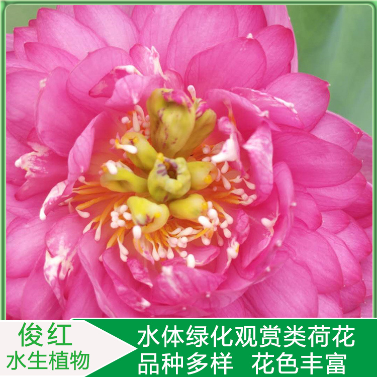 种植户直供  荷花批发商 荷花培育基地 长期供应