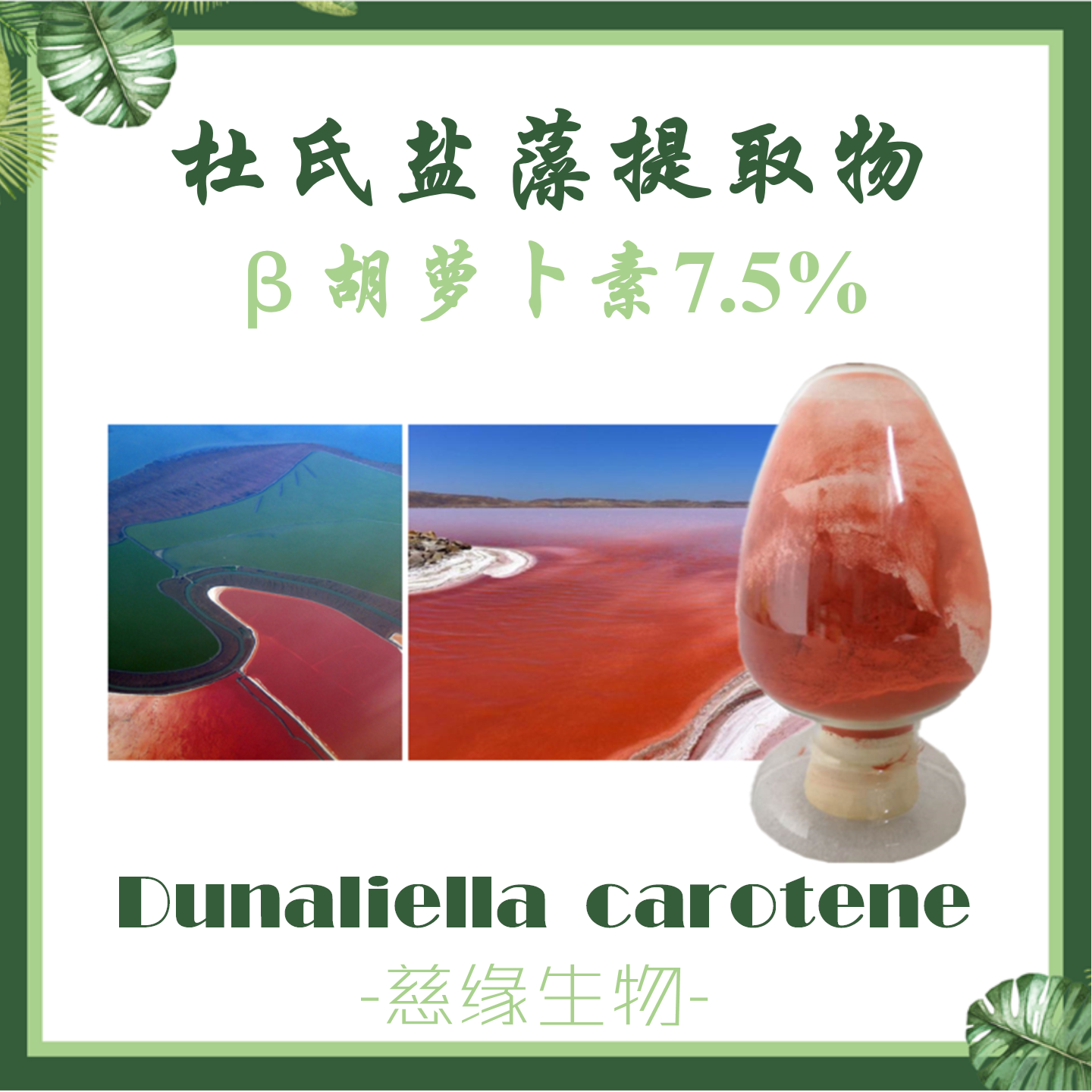 盐藻素 β胡萝卜素7.5% Dunaliella salina Extract 杜氏盐藻素