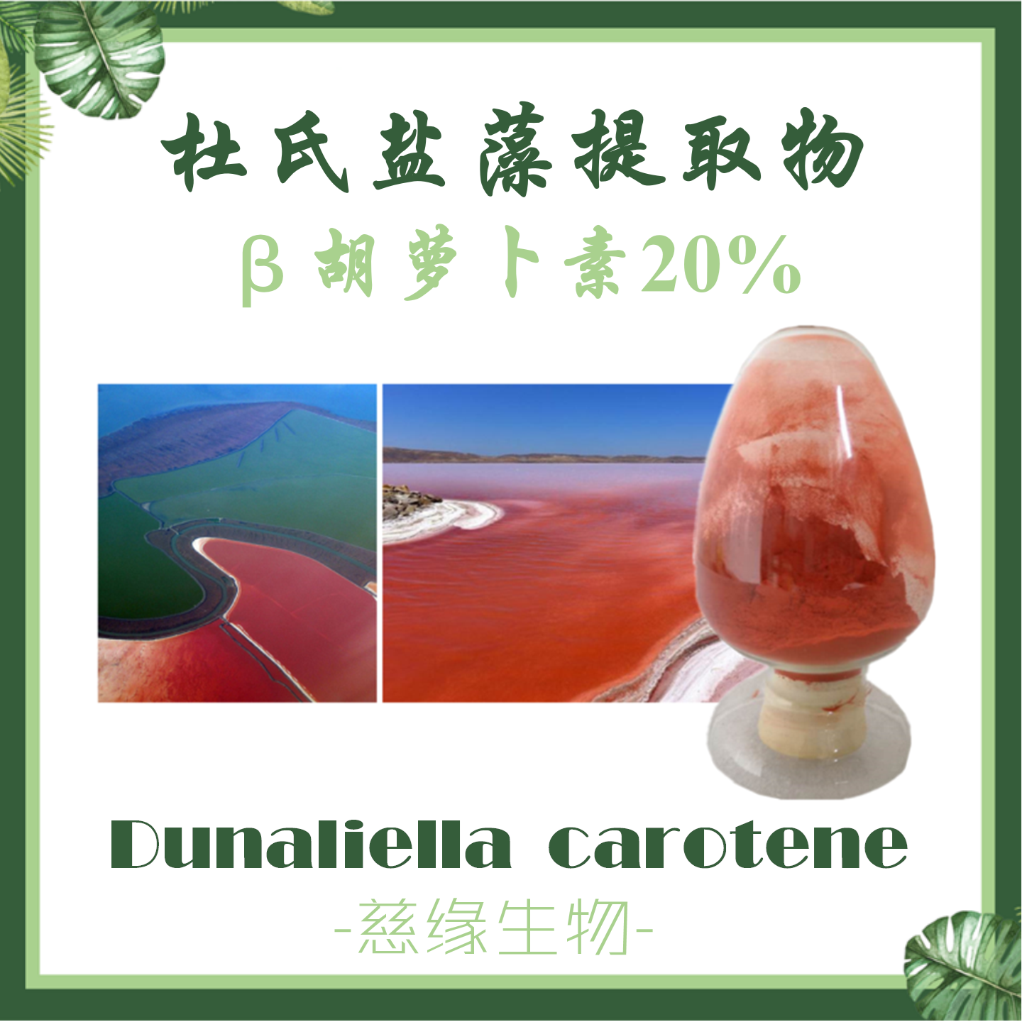 杜氏盐藻 盐藻提取物 盐藻素20% β胡萝卜素20%  盐藻粉