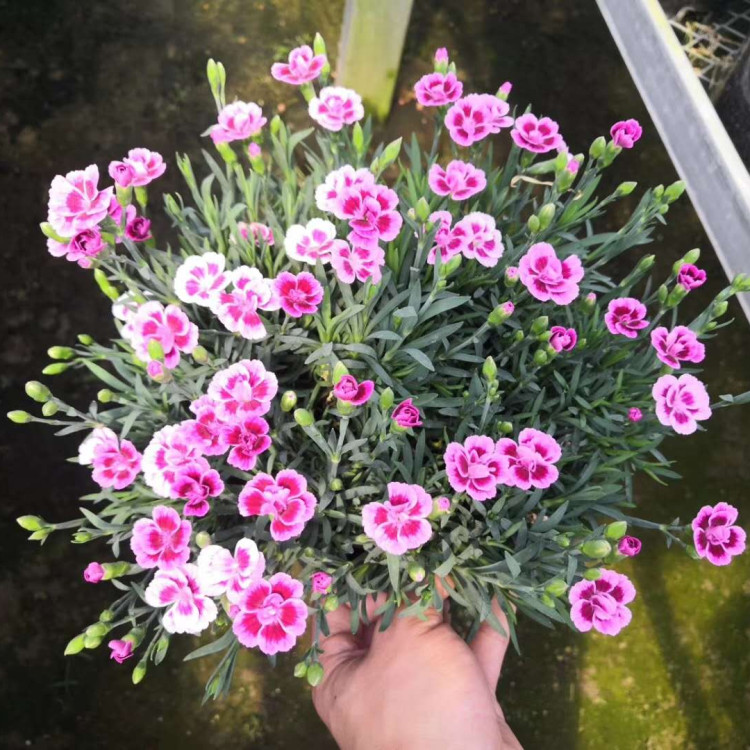 彩虹石竹培育基地 好成活的彩虹石竹 易栽培