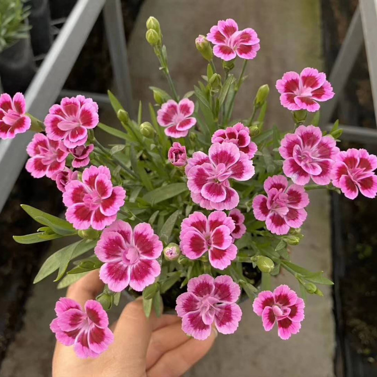 彩虹石竹花苗基地 天亿良友彩虹石竹花苗 观赏价值高