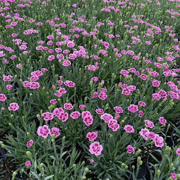 彩虹石竹盆栽种植基地 天亿良友彩虹石竹盆栽 价格优惠