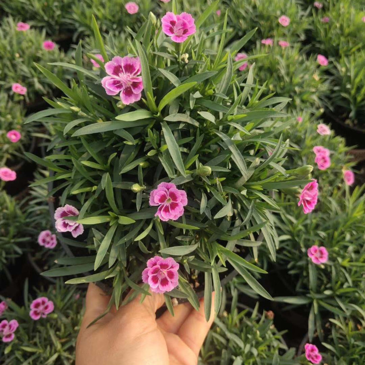 天亿良友种植彩虹石竹花苗 彩虹石竹花苗批发基地 量大价优
