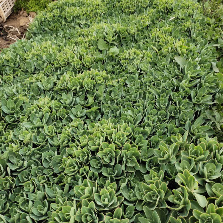 天亿良友种植八宝景天小苗 八宝景天小苗基地 易栽培