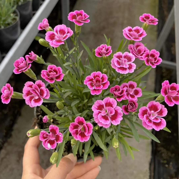 天亿良友种植彩虹石竹盆栽 彩虹石竹盆栽培育基地 欢迎来电