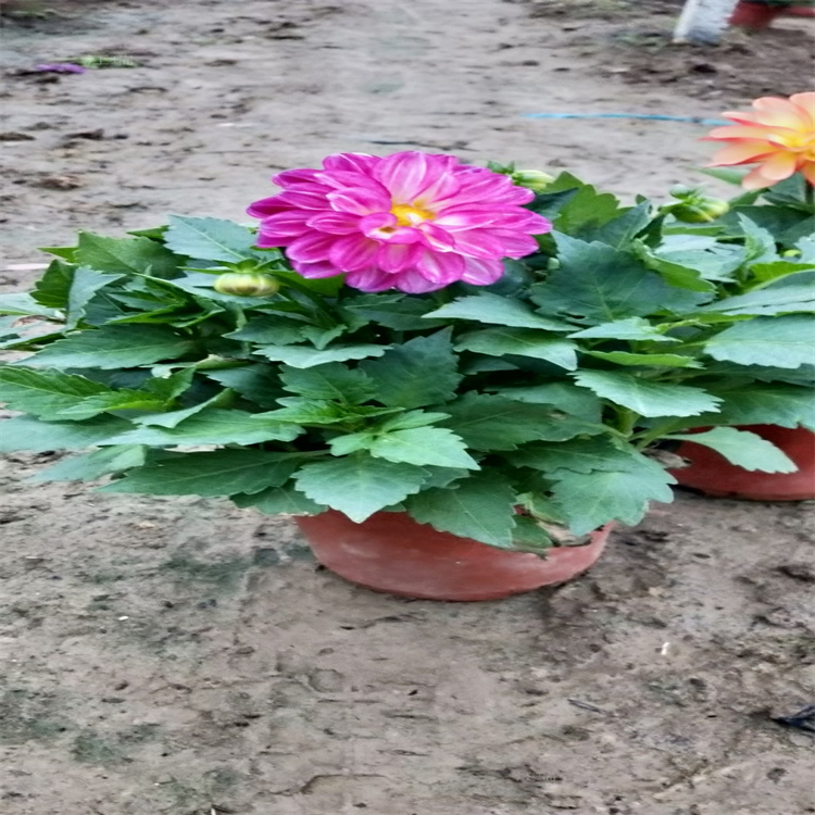 花坛布置小丽花基地 小丽花批发商 江瑞