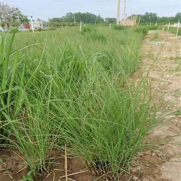 成片种植细叶芒出售 细叶芒种子种苗价格 江瑞观赏草基地