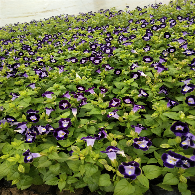 夏堇种植户 夏堇耐热 成活高 江瑞全国发货
