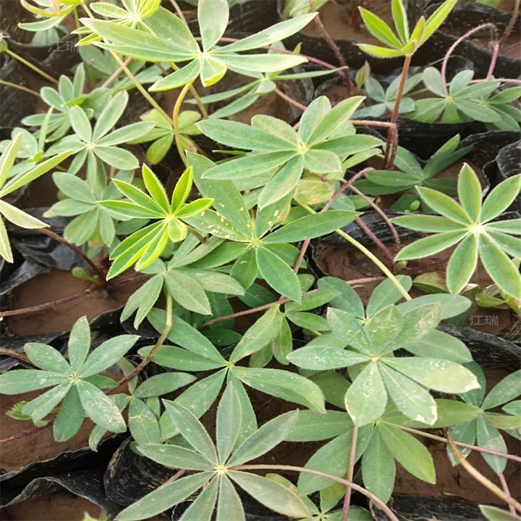 羽扇豆直销商 羽扇豆营养杯苗 鲁冰花价格 欢迎选购