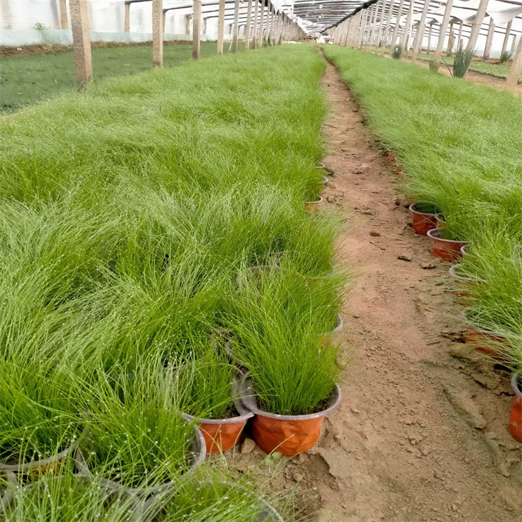 细叶针茅培育基地 细叶针茅种植基地 江瑞